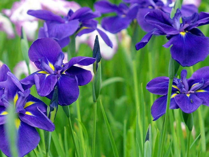 菖蒲